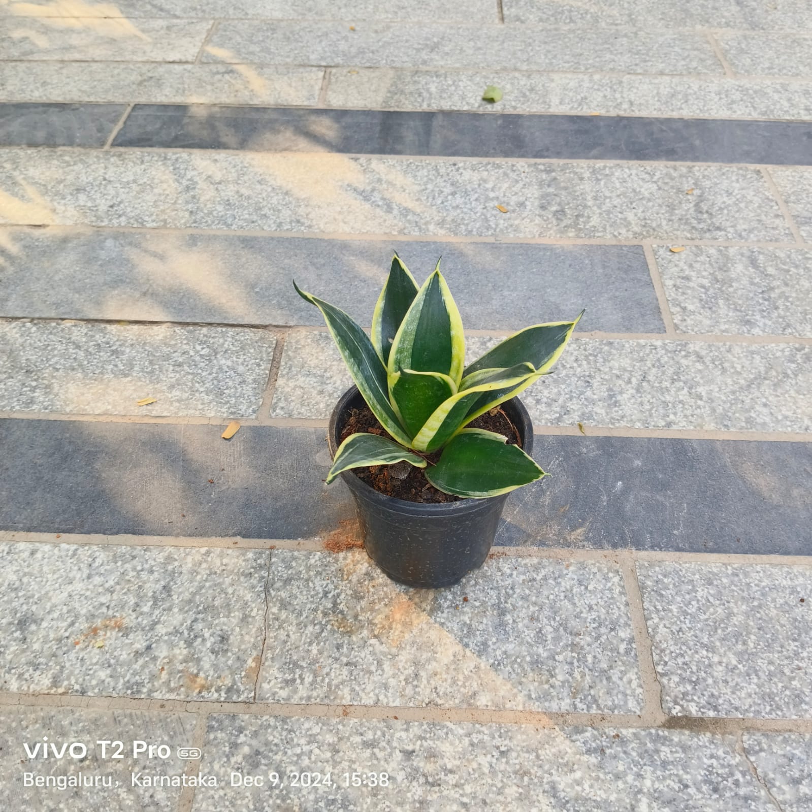 Snake Dwarf Golden in 4 Inch Nursery Pot