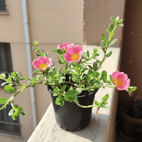 Portulaca Moss Rose Pink in 4 Inch Nursery Pot