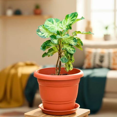 Aralia in 7 Inch Classy Red Plastic Pot with Tray