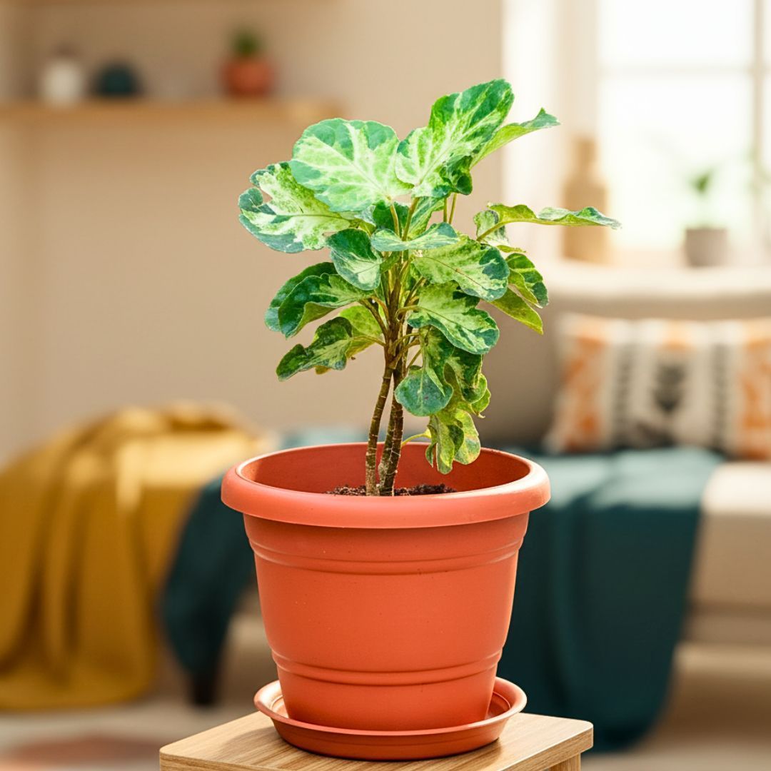 Aralia in 7 Inch Classy Red Plastic Pot with Tray