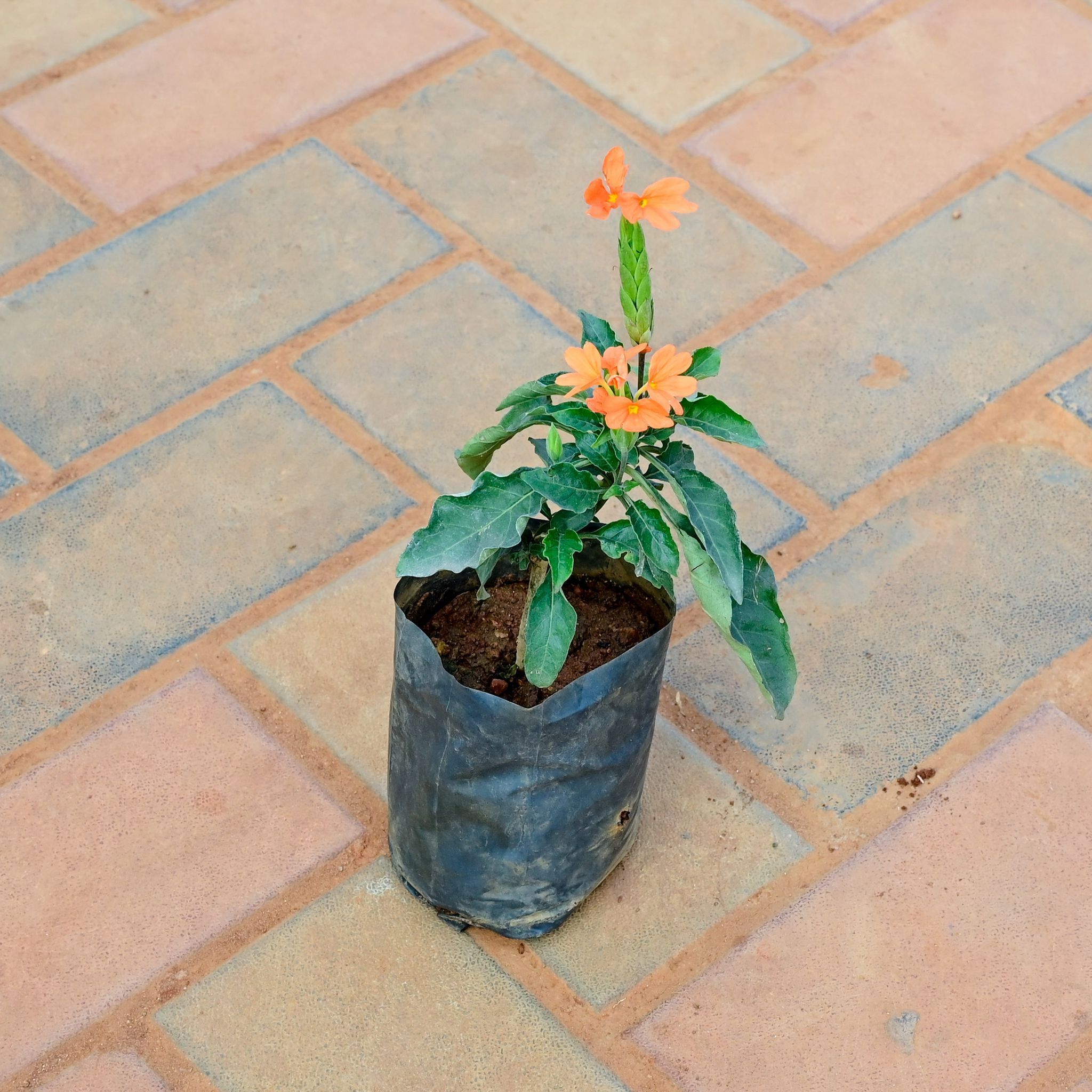 Crossandra / Kanakambaram Yellow in 4 Inch Nursery Bag