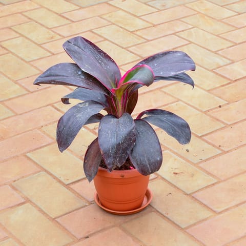 Dracaena Kedarnath in 7 Inch Classy Red Plastic Pot with Tray