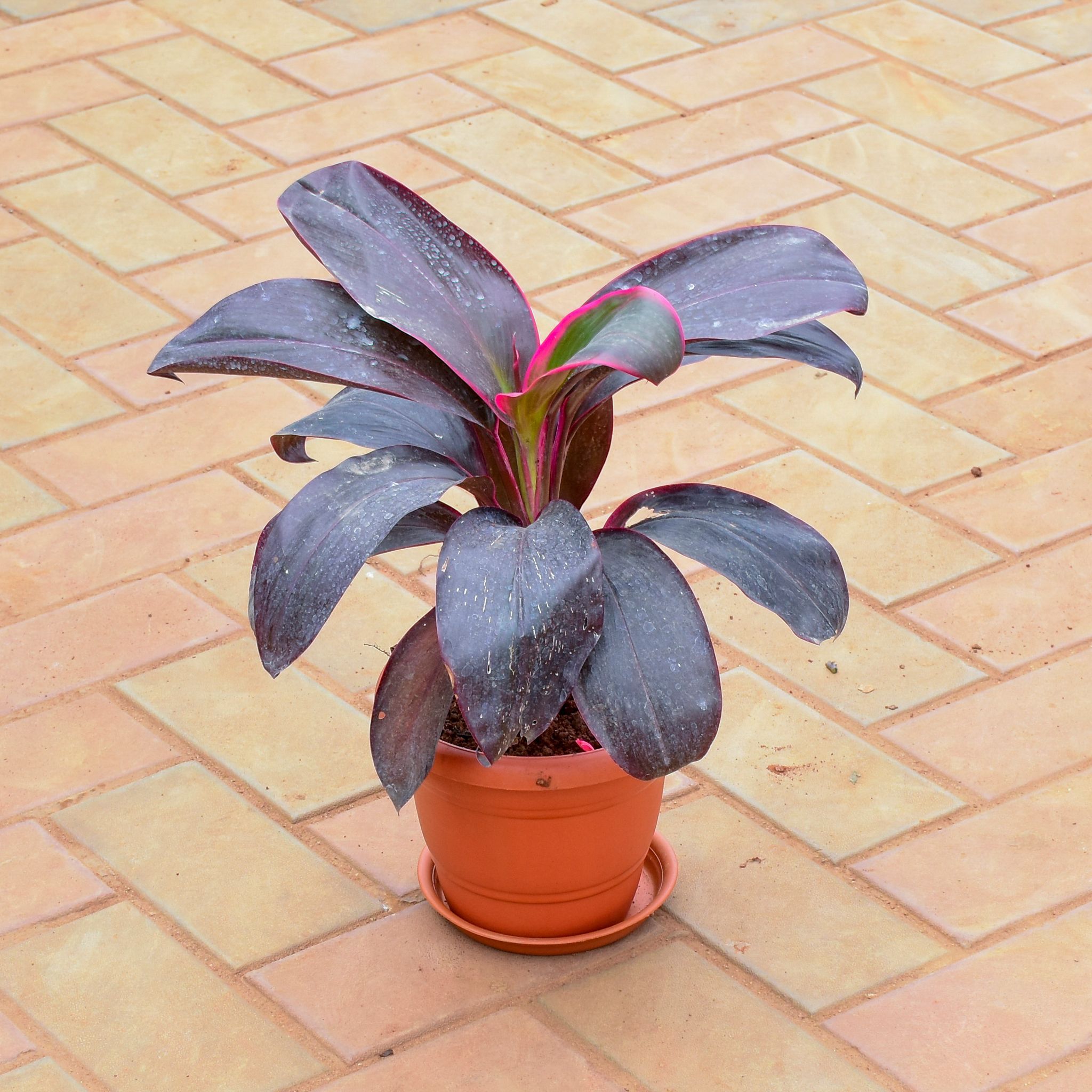 Dracaena Kedarnath in 7 Inch Classy Red Plastic Pot with Tray
