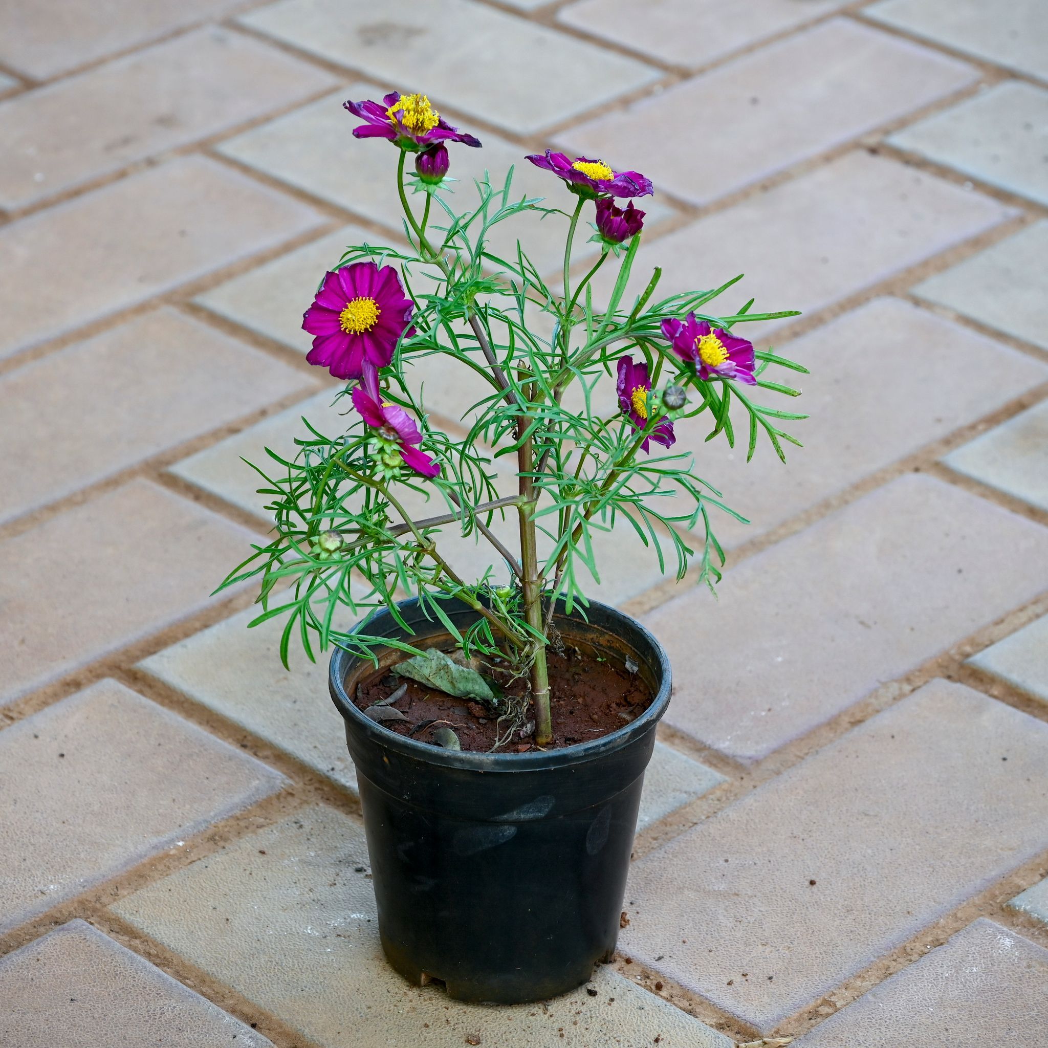 Cosmos Purple in 4 Inch Nursery Pot