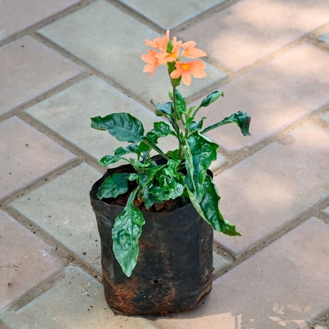 Crossandra / Kanakambaram (any colour) in 4 Inch Nursery Bag