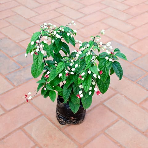 Bleeding Heart (any colour) in 6 Inch Nursery Bag