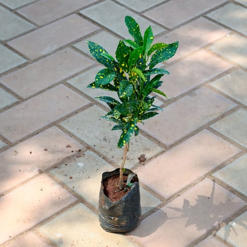 Baby Croton in 4 Inch Nursery Bag