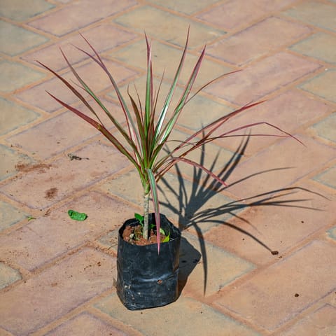 Dracaena Colourama / Marginata Golden in 4 Inch Nursery Bag