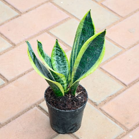 Snake Plant Green in 4 Inch Nursery Pot