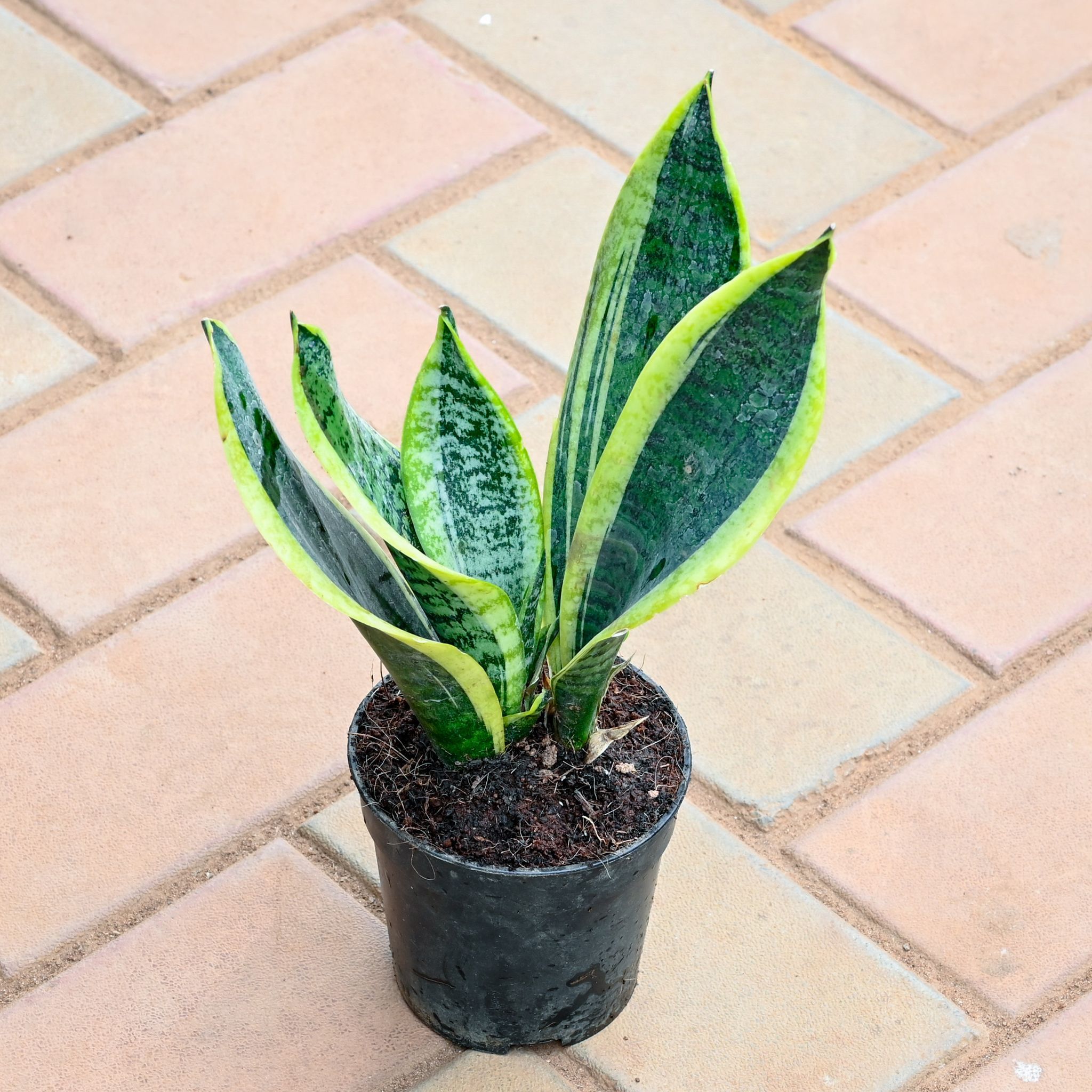 Snake Plant Golden in 4 Inch Nursery Pot
