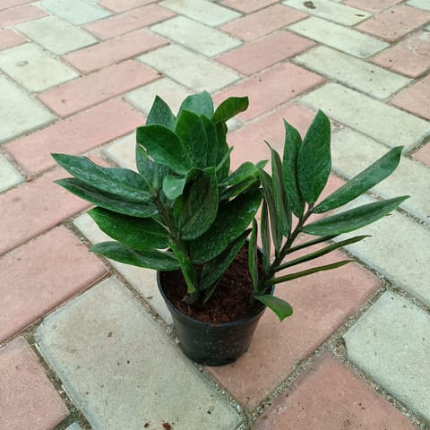 Exotic Indoor Plant - ZZ Green in 4 Inch Nursery Pot