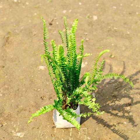 Fern Green in 4 Inch Nursery Bag