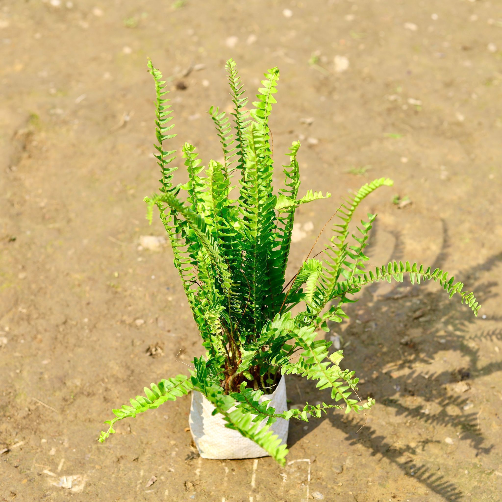 Fern Green in 4 Inch Nursery Bag