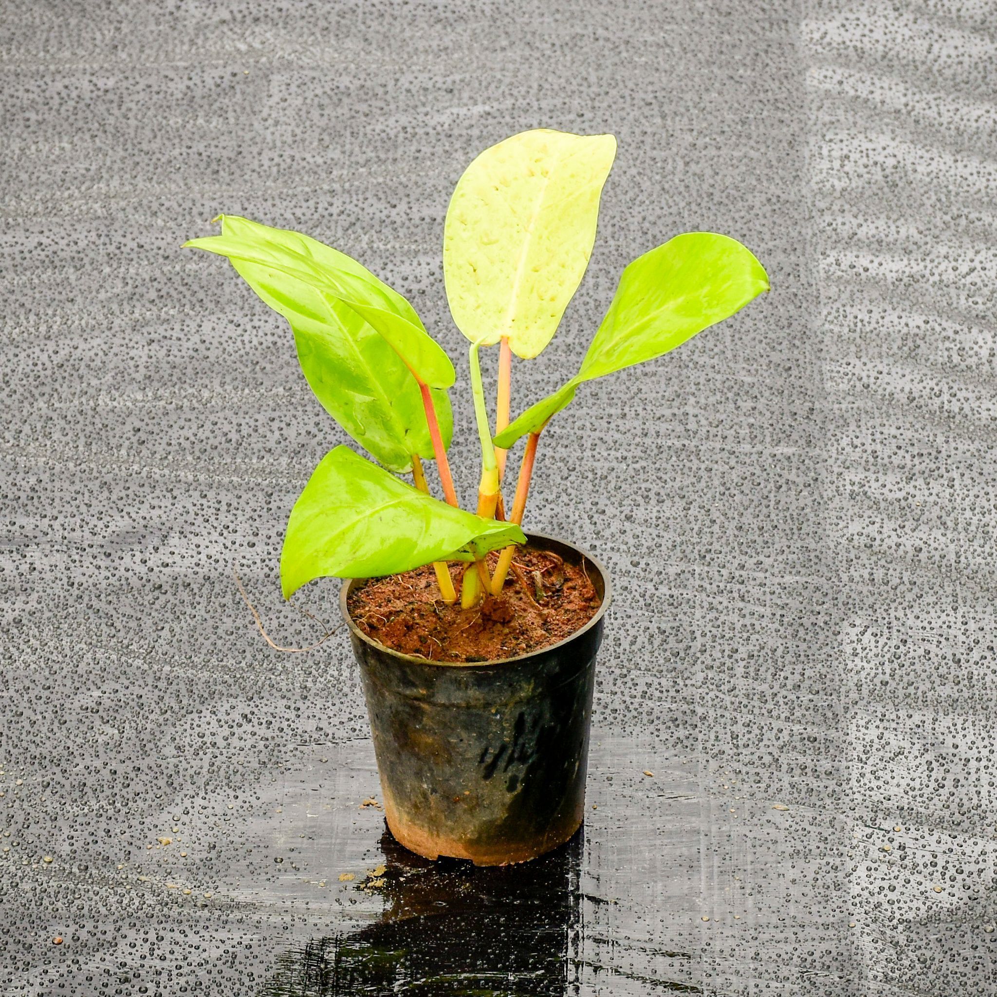 Philodendron Erubescens Golden in 4 Inch Nursery Pot