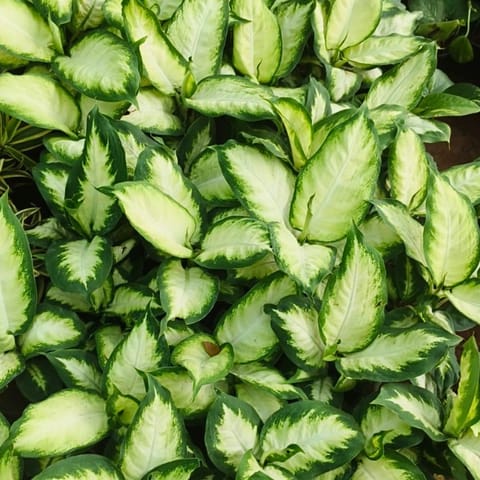 Dieffenbachia Seguine in 6 Inch Nursery Pot