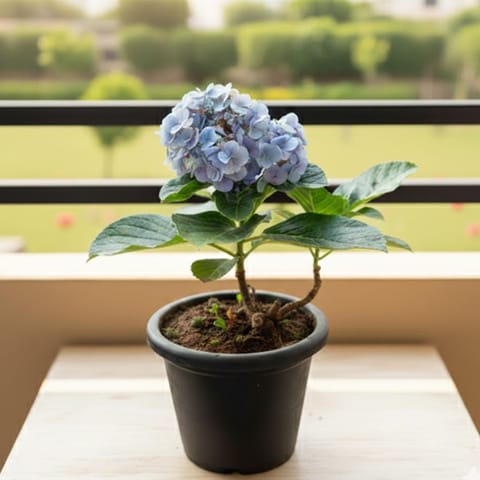 Hydrangea (any colour) in 6 Inch Nursery Pot