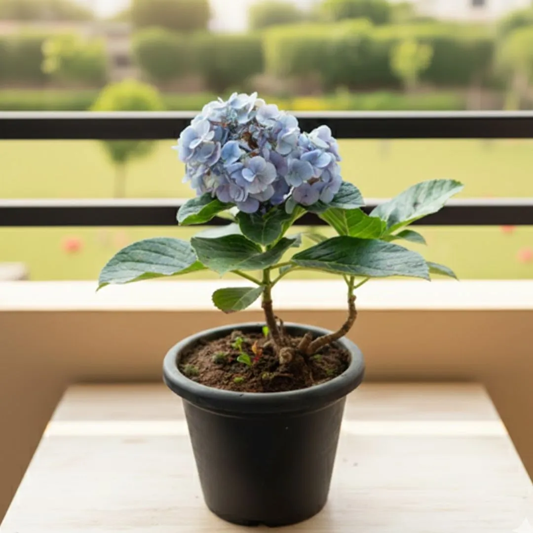Hydrangea (any colour) in 6 Inch Nursery Pot