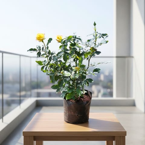 Desi Rose (any colour) in 6 Inch Nursery Bag