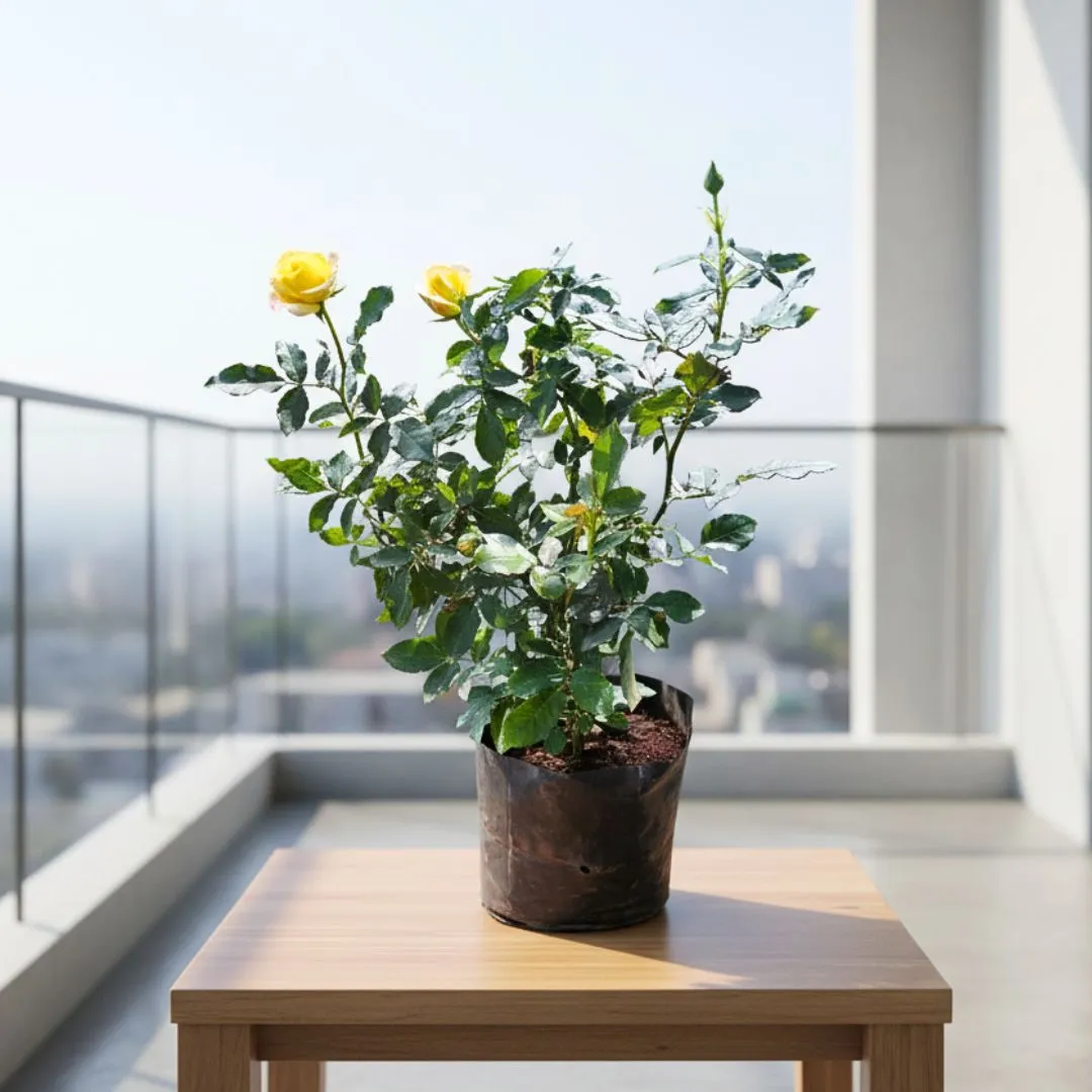 Desi Rose (any colour) in 6 Inch Nursery Bag