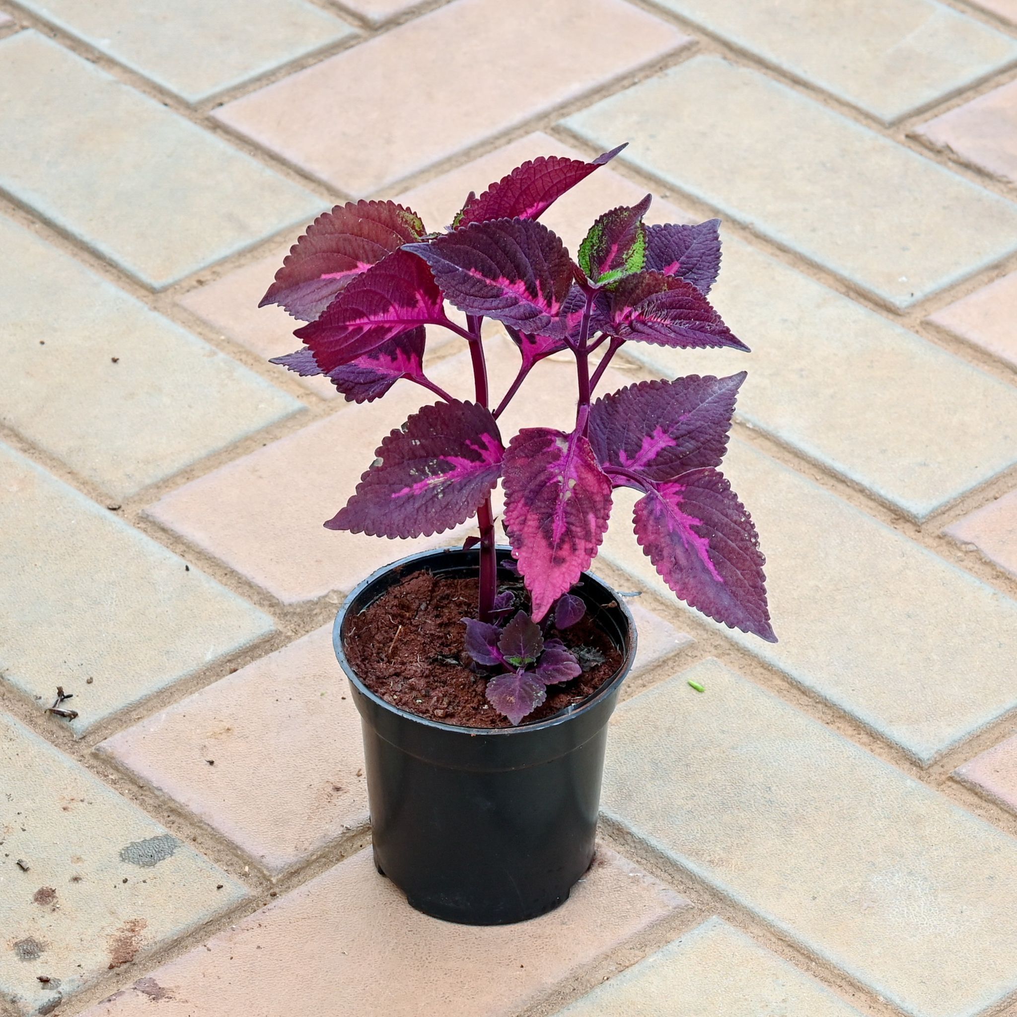 Coleus Pink in 4 Inch Nursery Pot