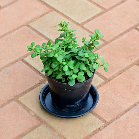 Jade in 5 Inch Nursery Pot with Tray
