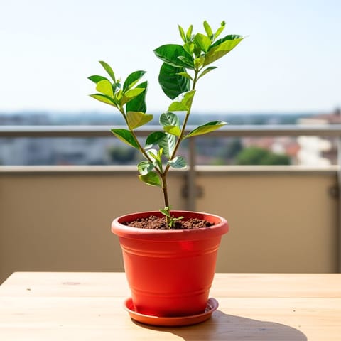 Mogra / Jasmine in 7 Inch Classy Red Plastic Pot with Tray
