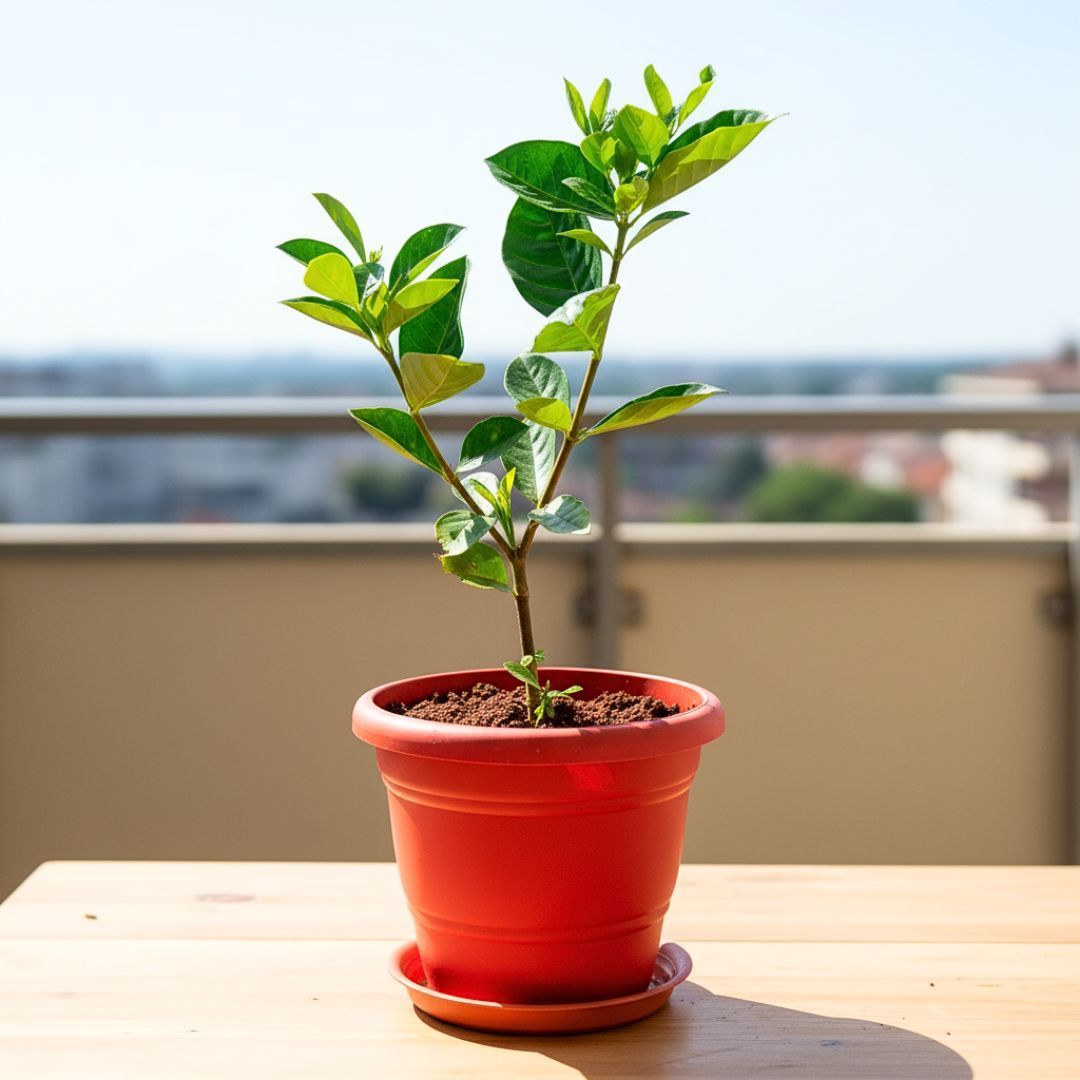 Mogra / Jasmine in 7 Inch Classy Red Plastic Pot with Tray