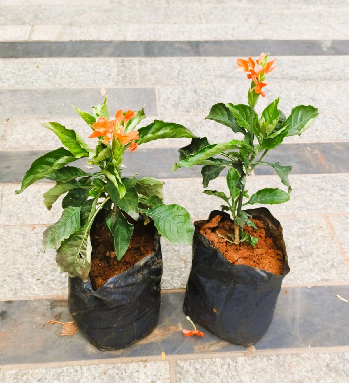 Set of 2 - Crossandra / Kanakambaram in 6 Inch Nursery Bag