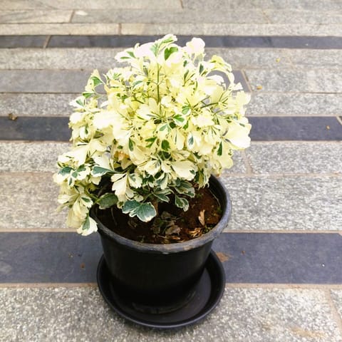 Aralia White in 5 Inch Nursery Pot with Tray