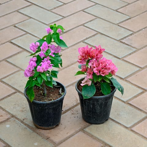 Set of 2 - Bougainvillea (Any Color) in 5 Inch Nursery Pot