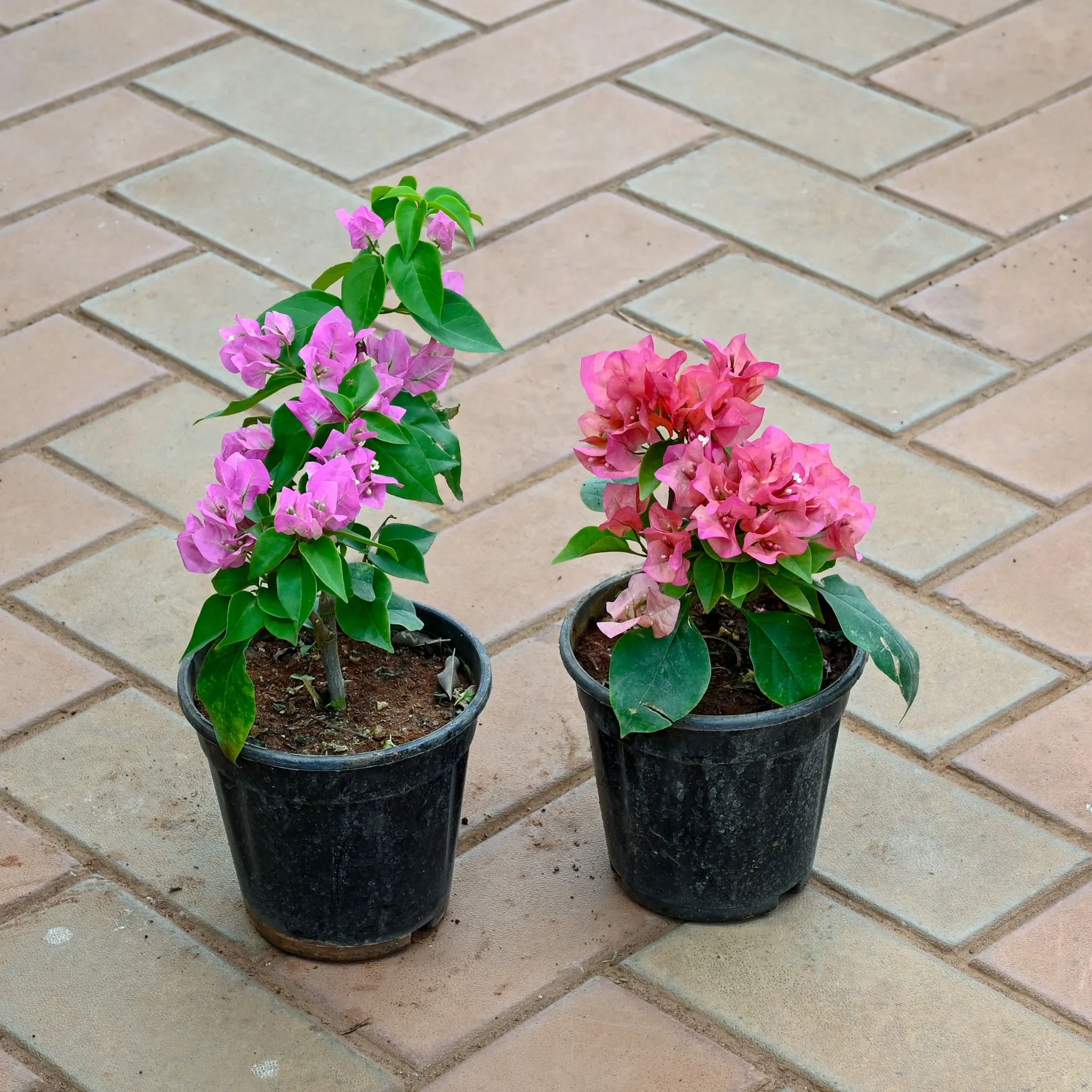 Set of 2 - Bougainvillea (Any Color) in 5 Inch Nursery Pot