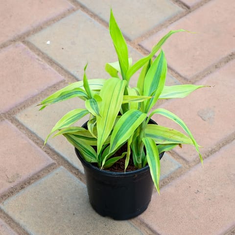Soil Bamboo in 4 Inch Nursery Pot