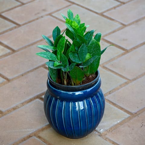 Zz Green in 5 Inch Verdant Matki Textured Ceramic Pot (any colour)