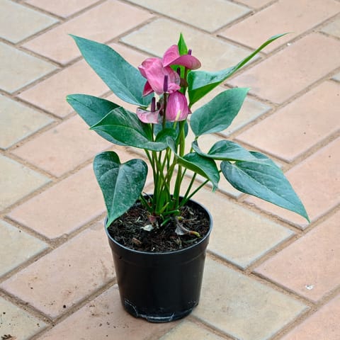 Anthurium Purple in 5 Inch Nursery Pot