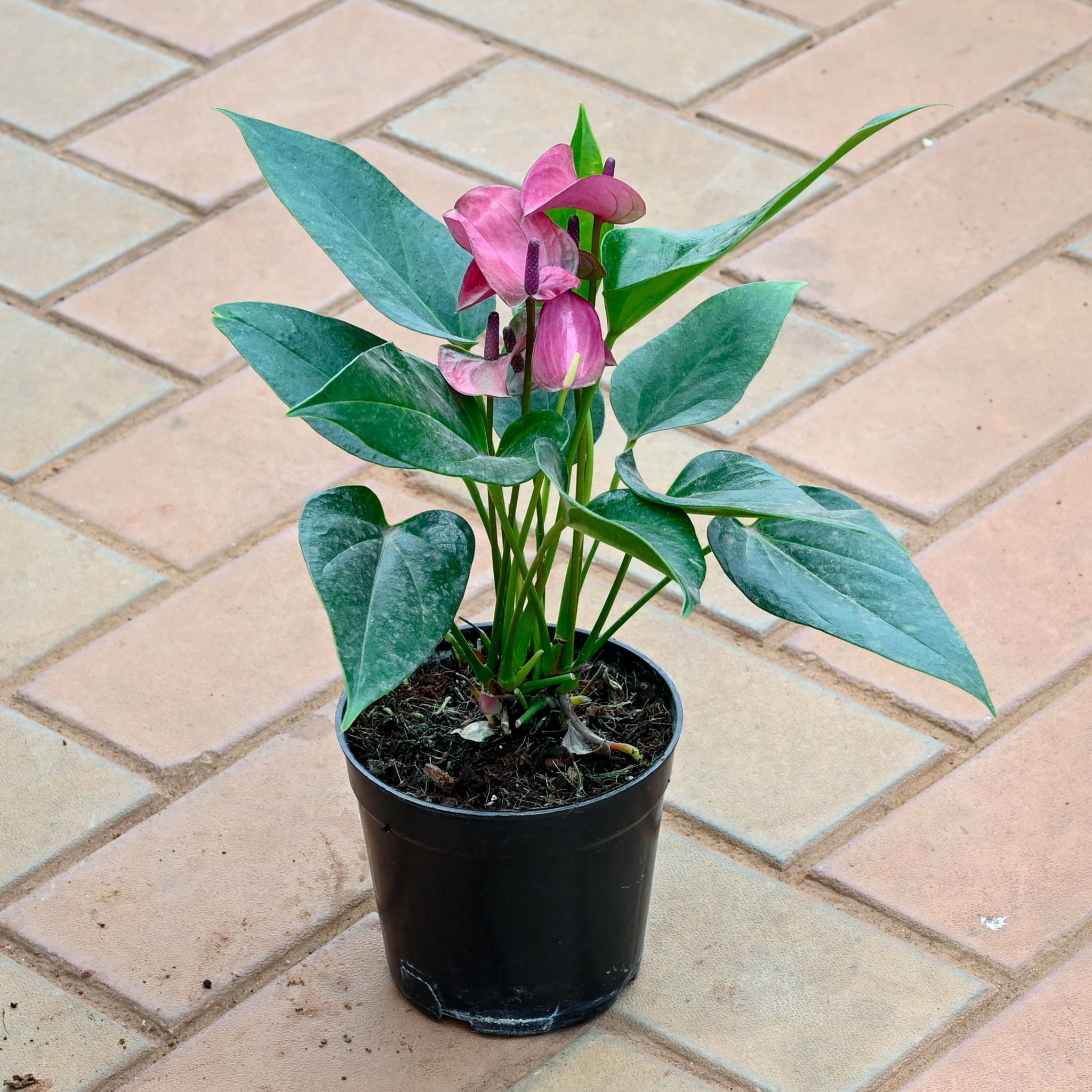 Anthurium Purple in 5 Inch Nursery Pot