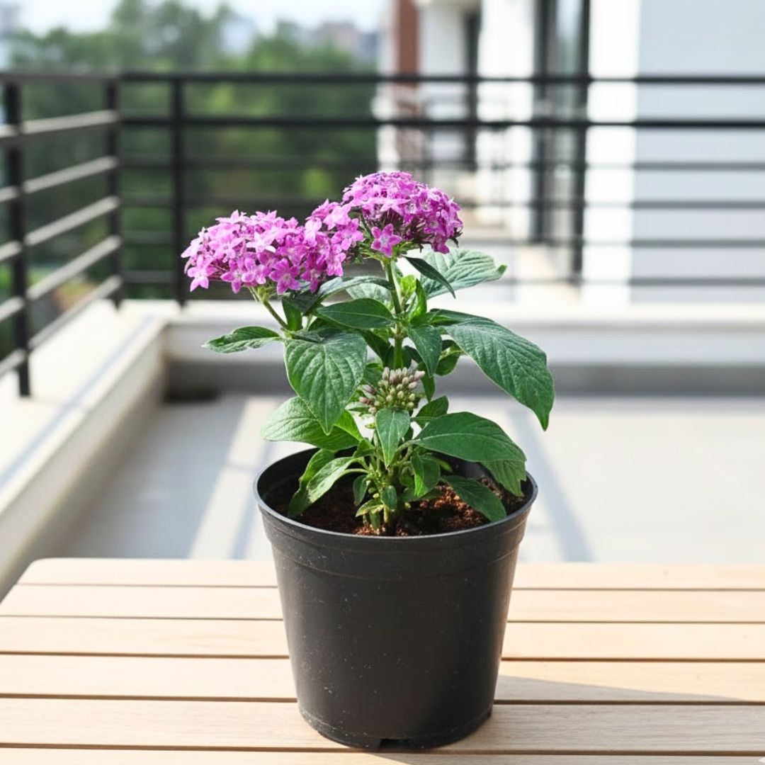 Pentas Purple in 4 Inch Nursery Pot