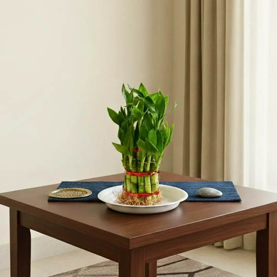 2 Layer Lucky Bamboo in 1 Inch Plastic Tray