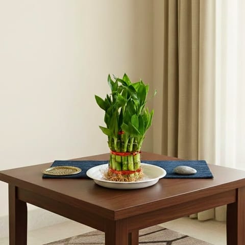 2 Layer Lucky Bamboo in 1 Inch Plastic Tray