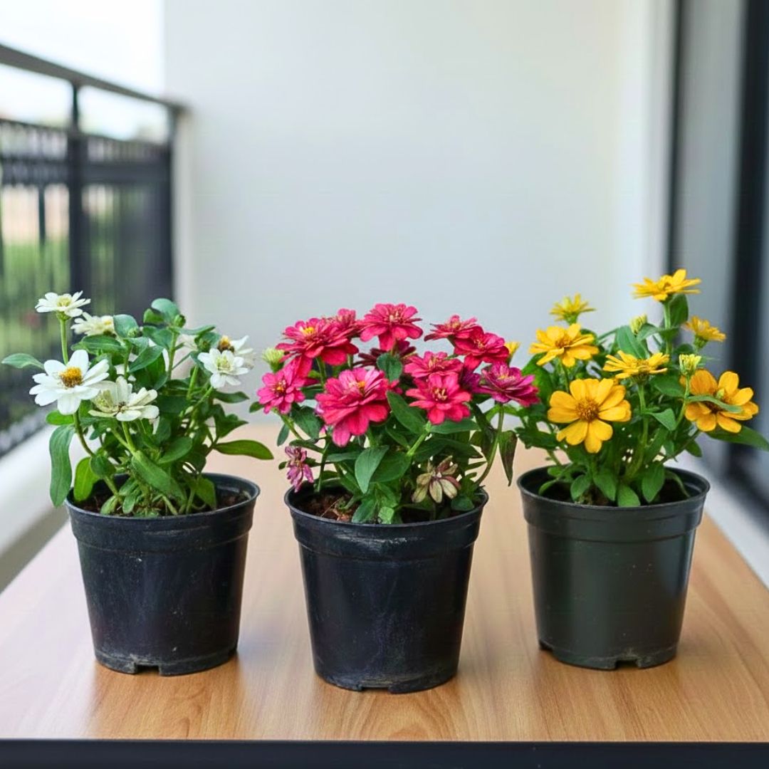 Set of 3 - Zinnia (White, Yellow & Pink) in 4 Inch Nursery Pot