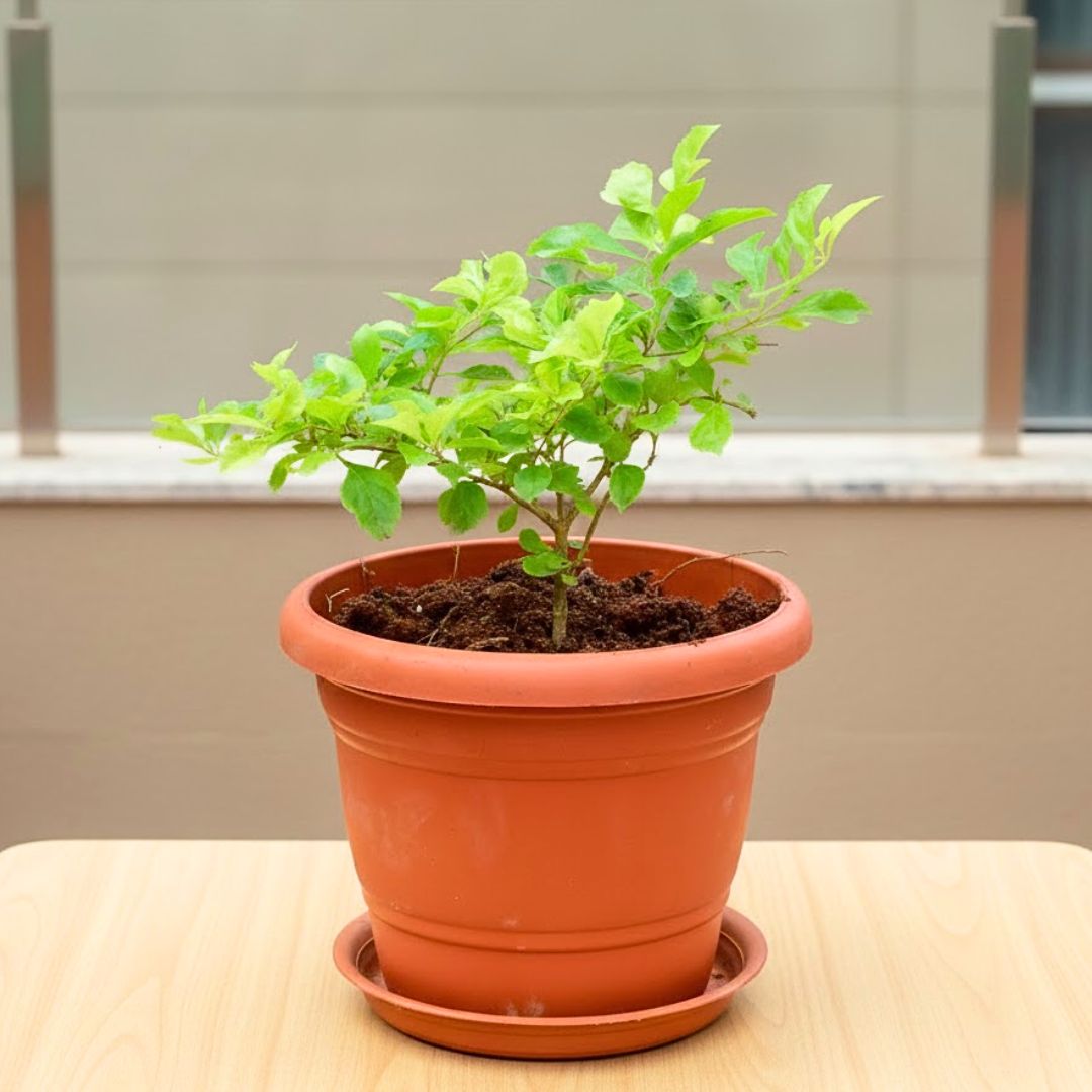 Duranta Green in 7 Inch Classy Red Plastic Pot with Tray