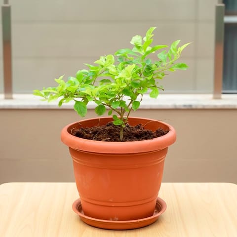 Duranta Green in 7 Inch Classy Red Plastic Pot with Tray
