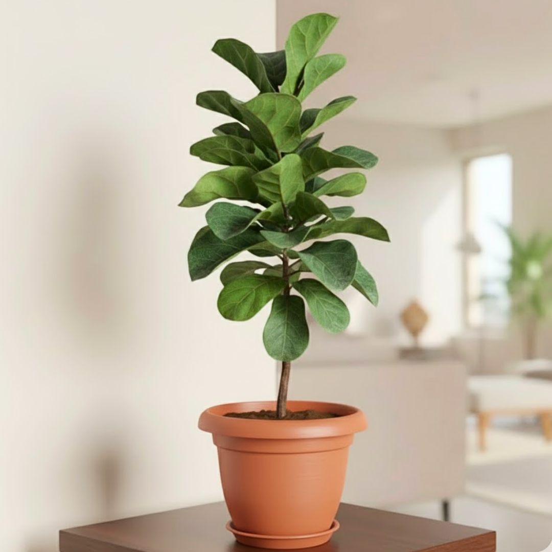 Fiddle Leaf Fig / Ficus Lyrata (~ 3 Ft) in 8 Inch Classy Red Plastic Pot with Tray