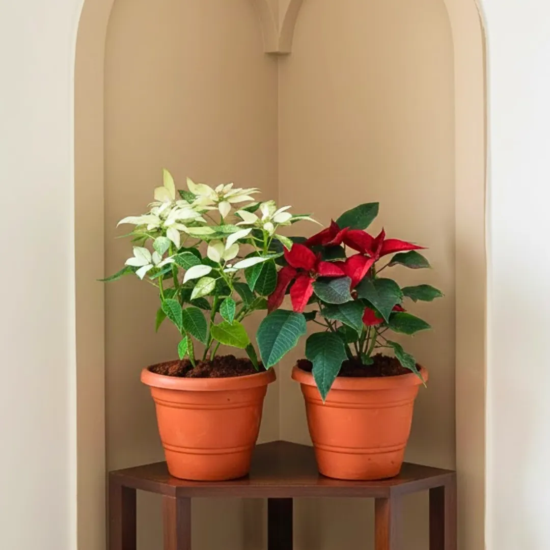 Set of 2 - Christmas Flower / Poinsettia (White & Red) in 7 Inch Classy Red Plastic Pot