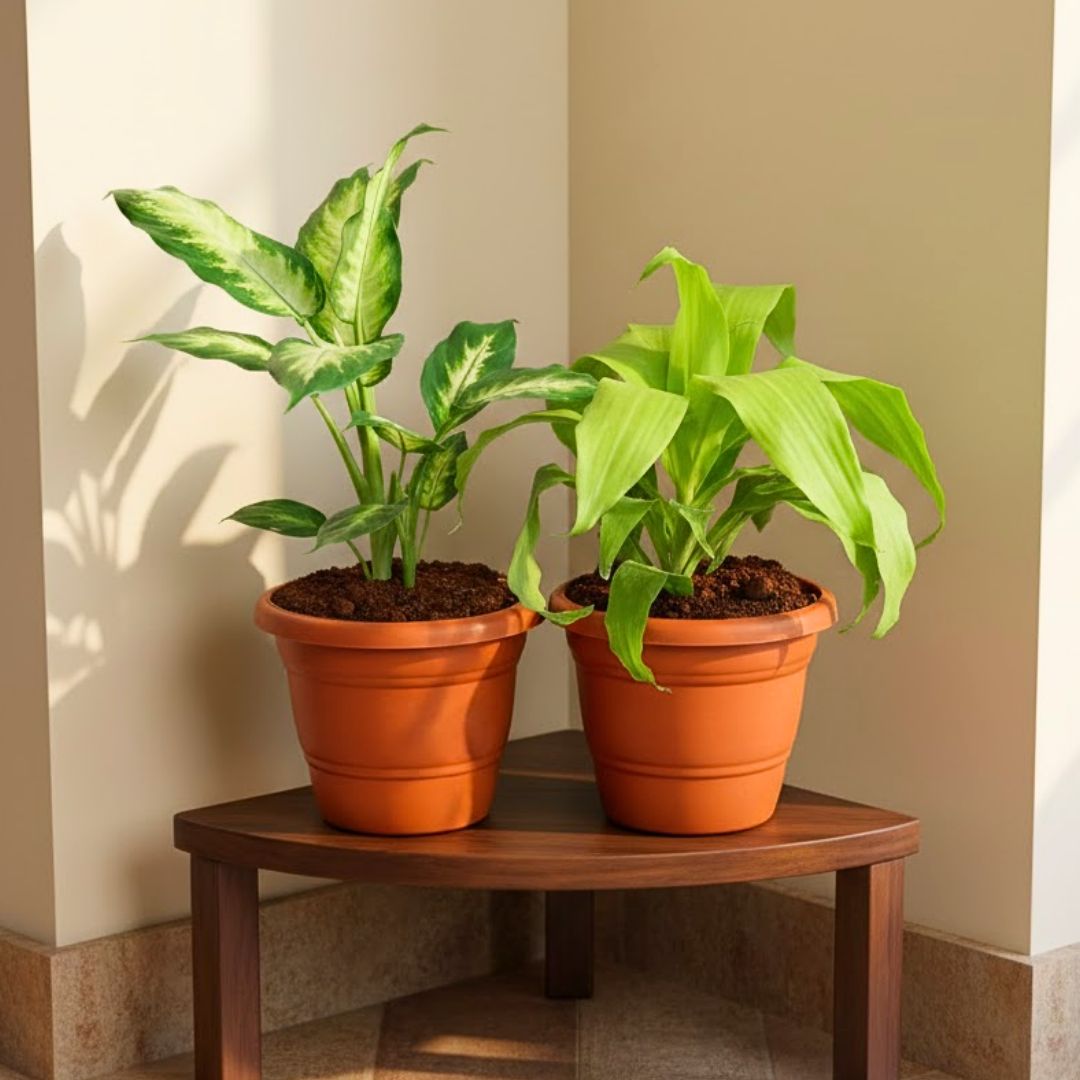 Set of 2 - Dieffenbachia Dumbcane & Dracaena Green in 7 Inch Classy Red Plastic Pot
