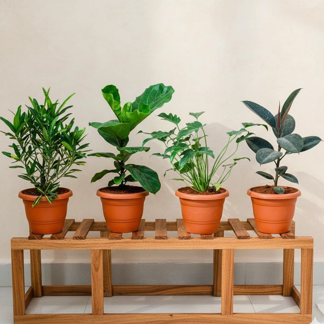 Set of 4 - Croton Sunny Star, Fiddle Leaf Fig / Ficus Lyrata, Xanadu & Rubber Black in 7 Inch Classy Red Plastic Pot