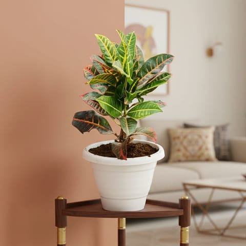 Croton Petra in 8 Inch Classy White Plastic Pot