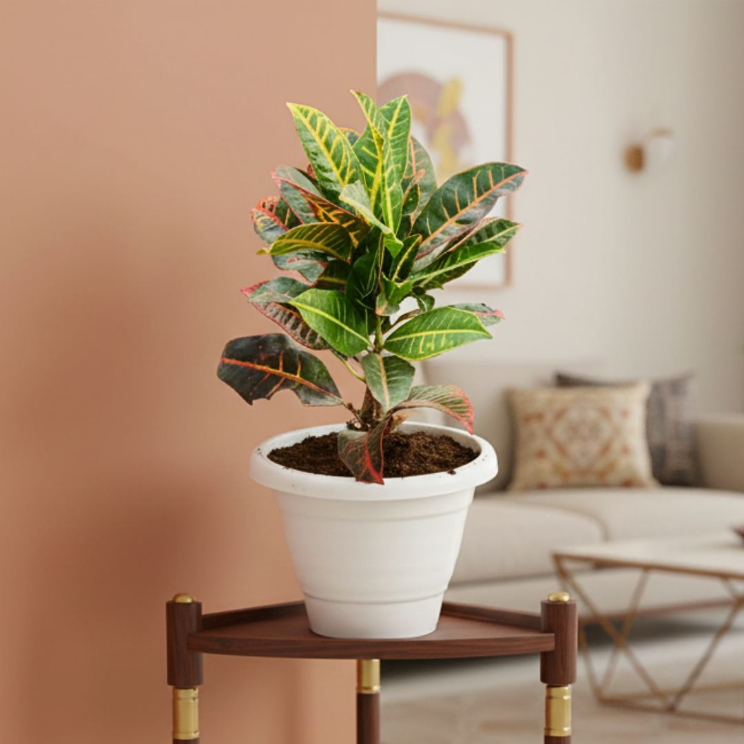 Croton Petra in 8 Inch Classy White Plastic Pot