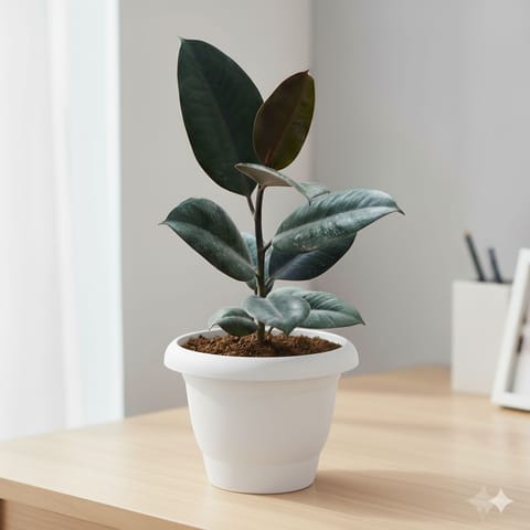 Rubber Black in 8 inch Classy White Plastic Pot