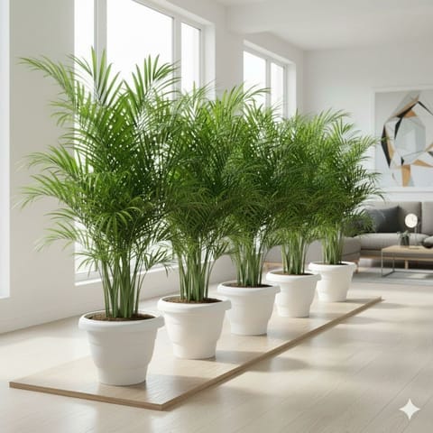 Insta Decor Special - Set of 5 - Areca XL (4-5 Ft) in 14 Inch Live Plant White Sphere Plastic Pot