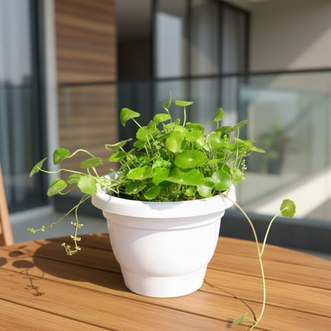 Brahmi Dollar / Pennywort / Pilea in 8 Inch Classy White Plastic Pot